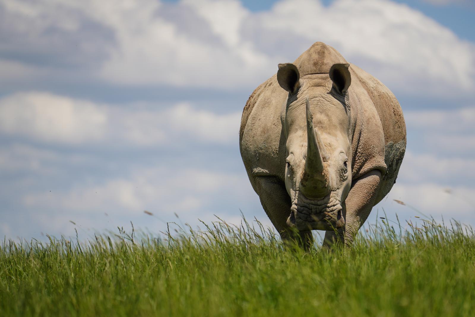 Southern White Rhino | The Wilds